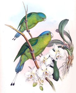 Prioniturus spatuliger = Prioniturus discurus door John Gould